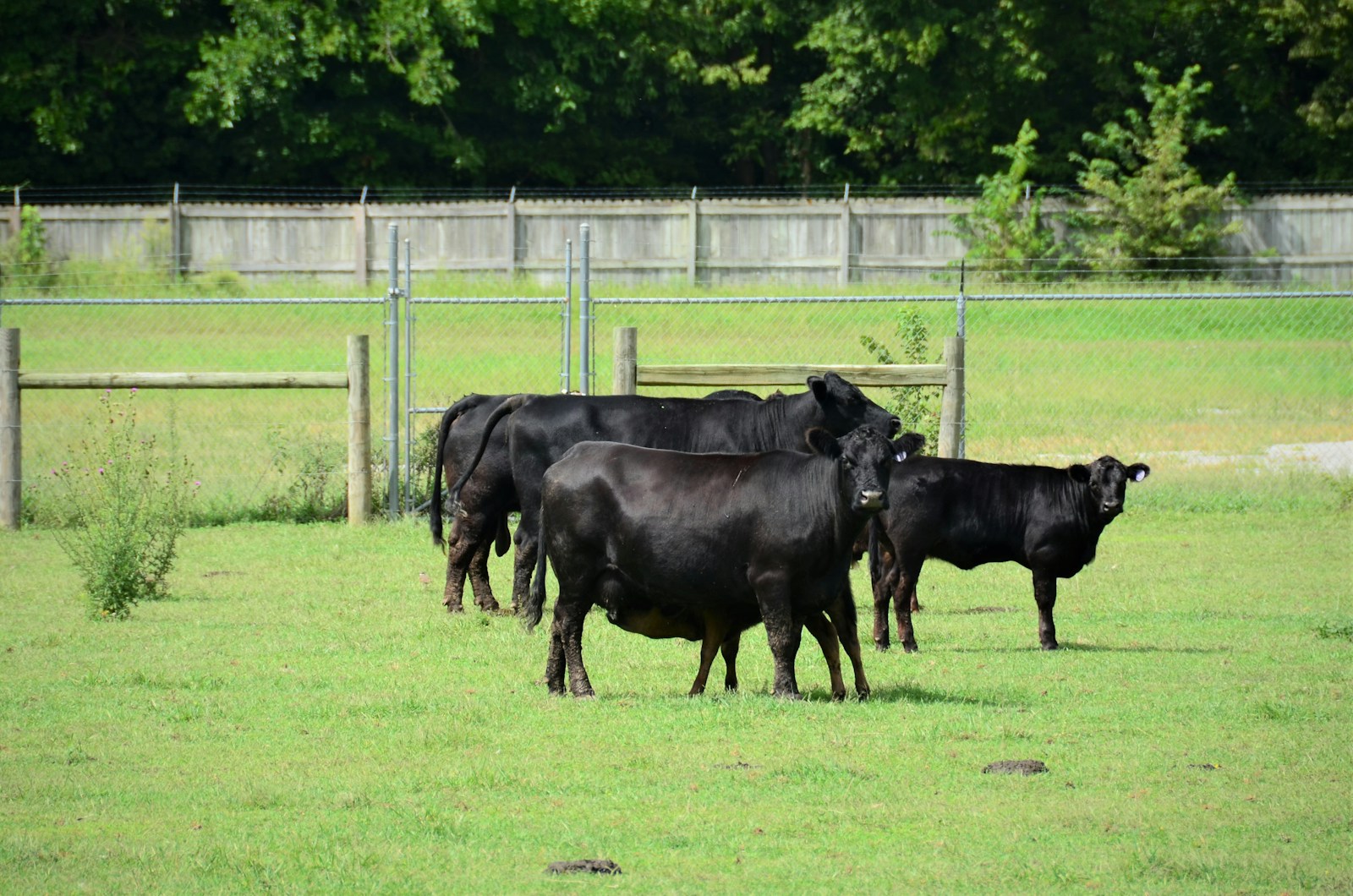 Black Angus cattle standing together in a green pasture